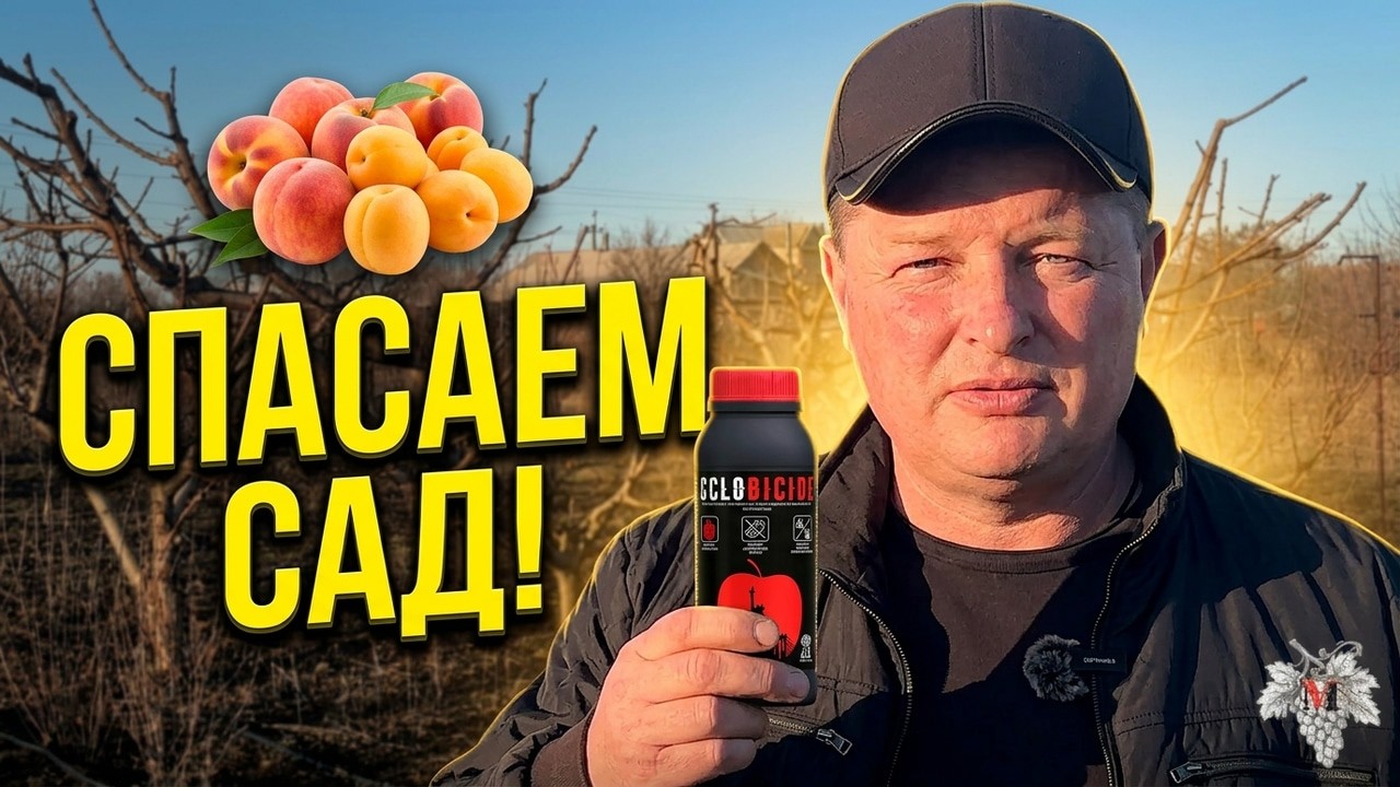 МОНИЛИОЗ или КУРЧАВОСТЬ! Что ОПАСНЕЕ? КАК и ЧЕМ БОРОТЬСЯ