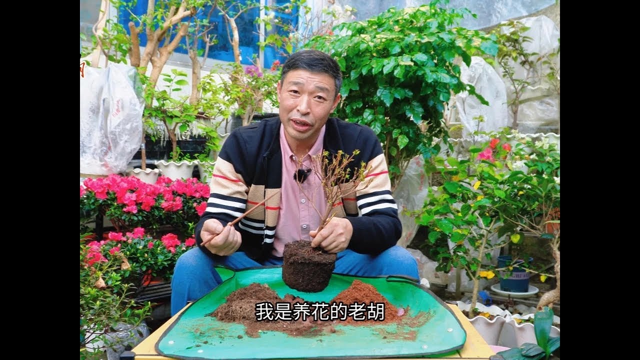 如何拯救光杆的杜鹃花 ##爱生活爱养花 #花卉绿植 #杜鹃花