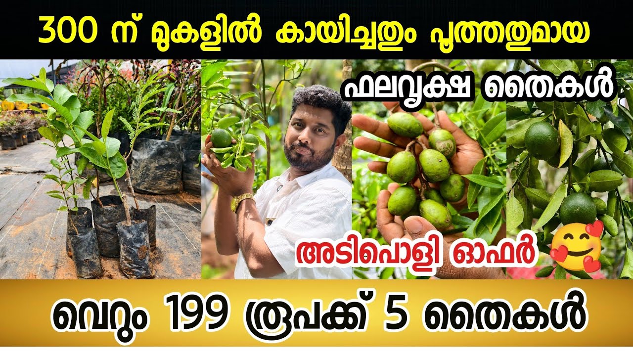 വെറും 199 രൂപക്ക്‌ 5 ഫലവൃക്ഷ തൈകൾ|ഇവിടെ നിന്നും 45 രൂപ മുതൽ പ്ലാന്റ് വാങ്ങാം.plant nursery malayalam