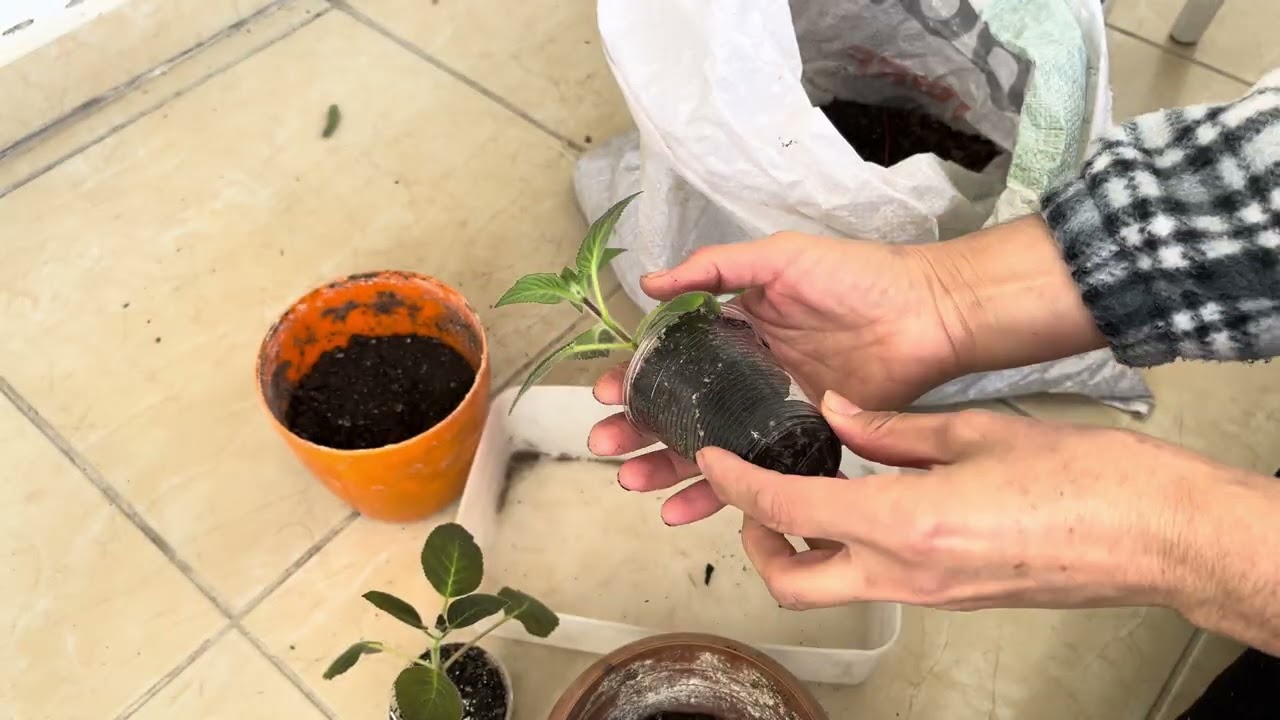 Kohleria çiçeği bakımı nasıl yapılır 