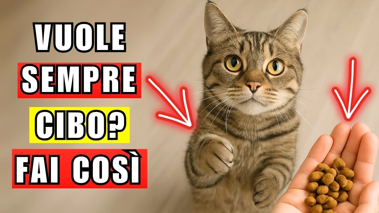 Perché il mio gatto continua a chiedere cibo? | 11 motivi + come farlo smettere!