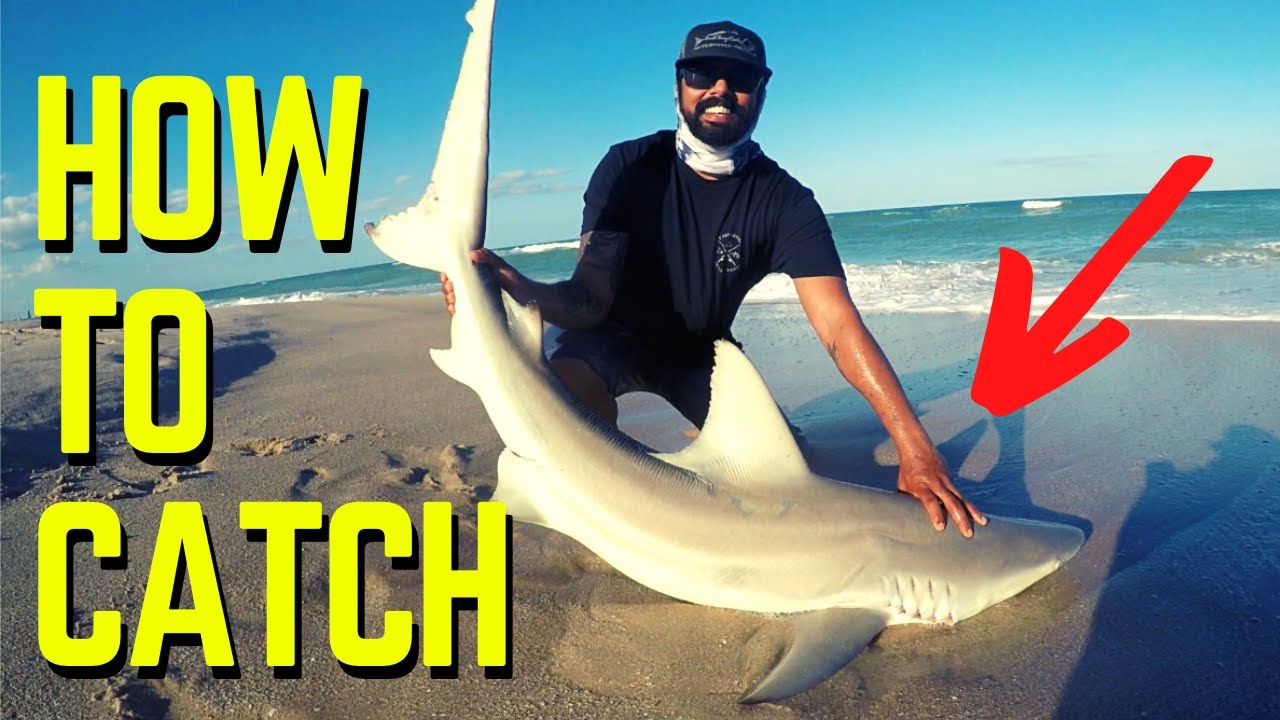 HOW To CATCH Blacktip SHARKS From The Beach! - Fishing in Florida