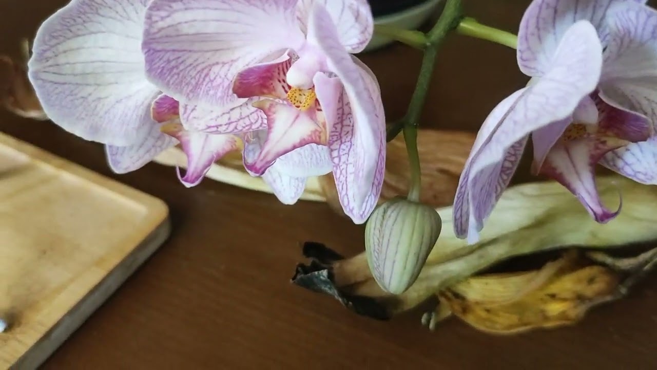 Phalaenopsis, tillandsias y energía solar.