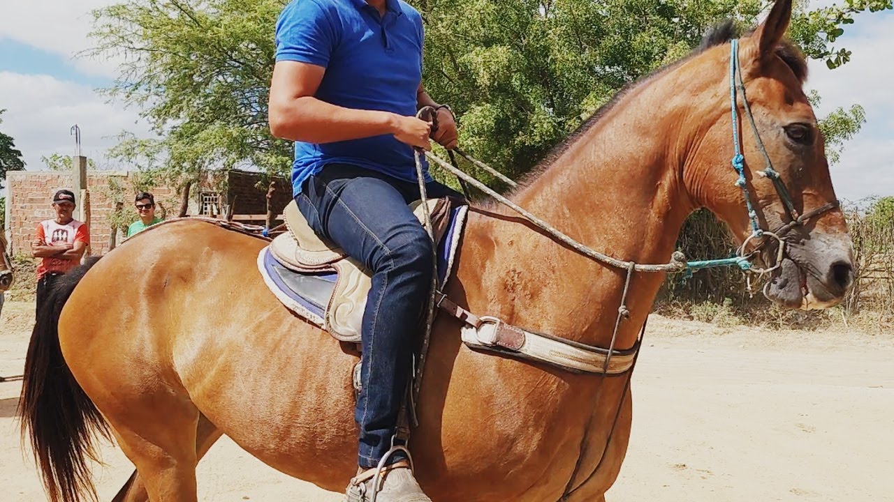 FEIRA DE CAVALOS EM ALTINHO-PE  30-11-2024 #nordeste