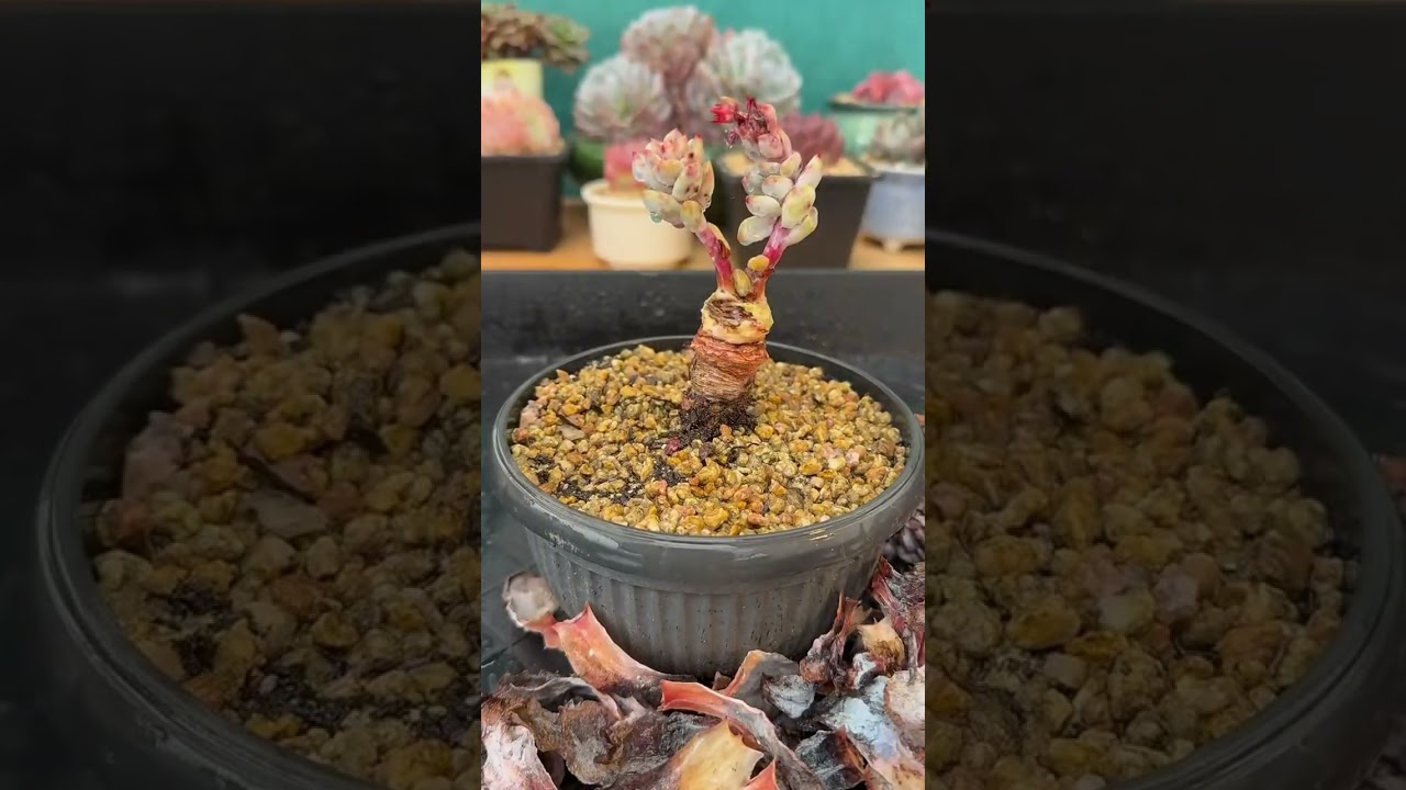 Indoor Succulent Setup Guide | Creating a Stable Environment That Lasts