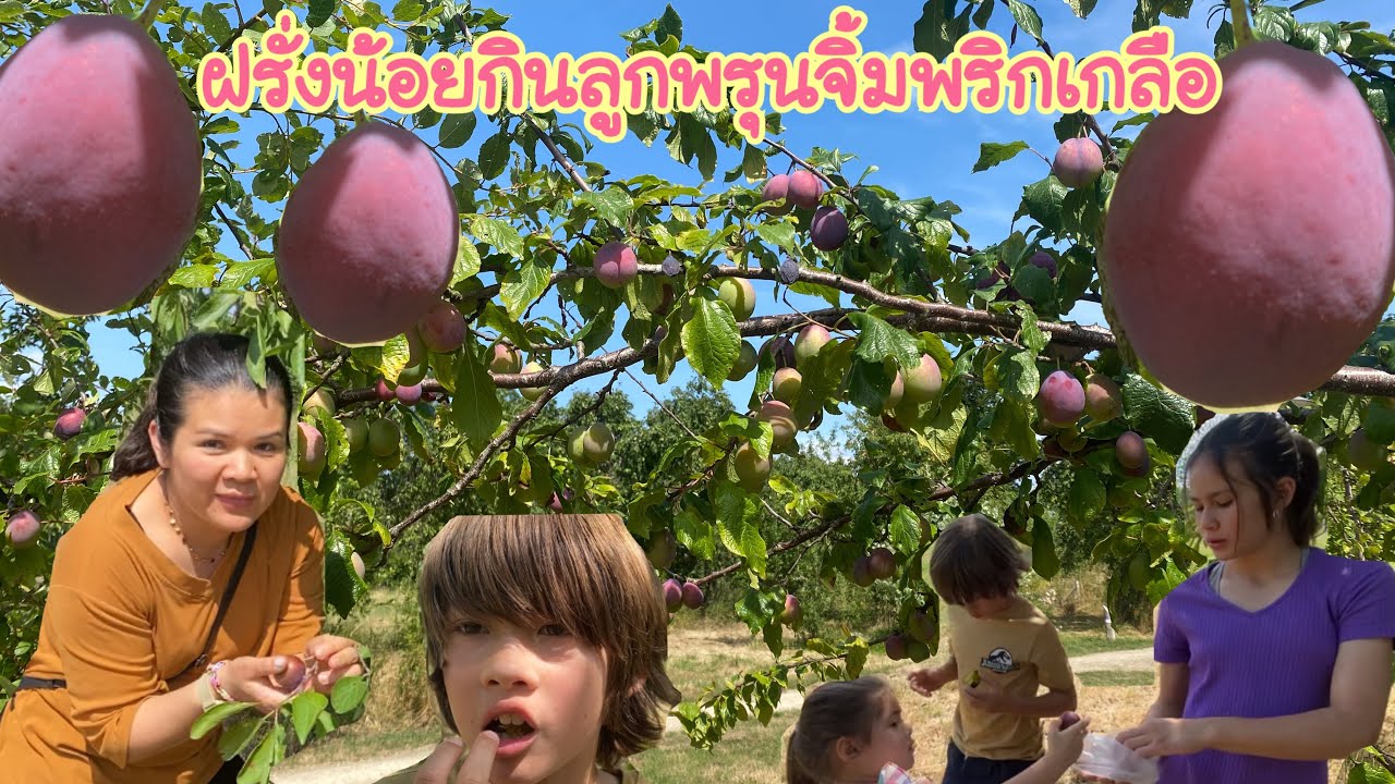 วันนี้ไปเก็บลูกพรุนห่าม สวนนี้สาธารณะใครมาเก็บก็ได้