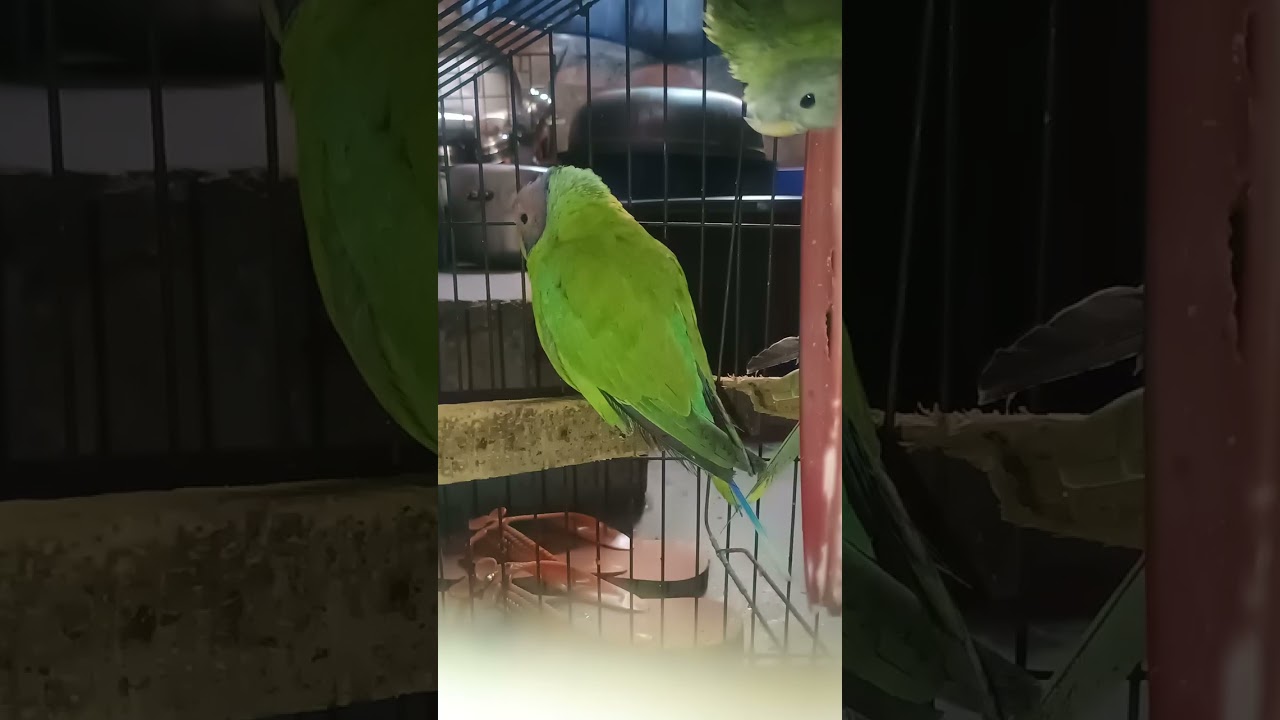 Mithu sweety Rocky vlog channel ko subscribe kar lo Jake what hamare video aapko pasand aaye ho to