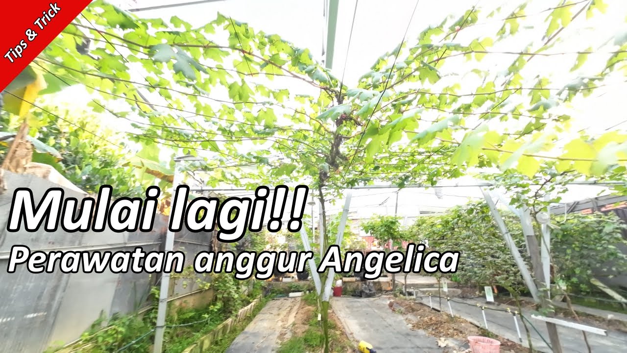 Mulai Lagi!! Perawatan Anggur Varian ANgelica