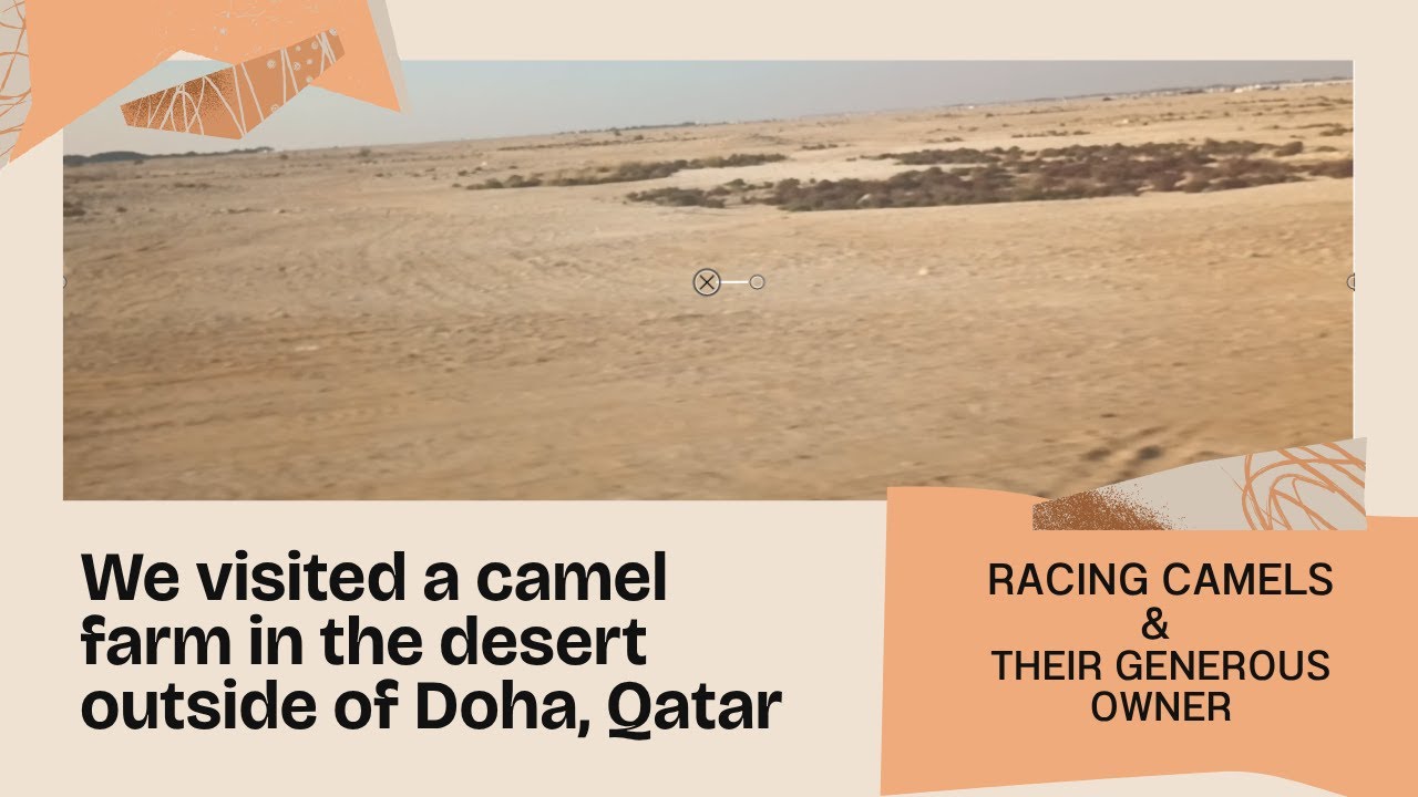 Visiting A Racing Camel Farm Outside of Doha Qatar