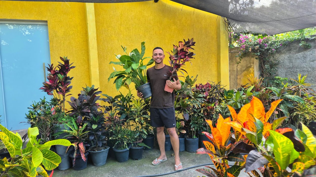 COMO cultivar suas CRÓTONS / dicas e cuidados  para seu JARDIM 