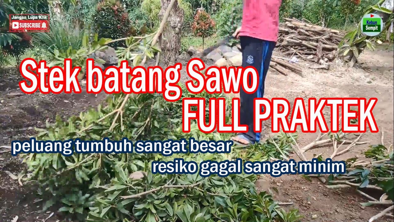 cara stek batang pohon sawo , full praktek, resiko gagal sangat minim #sawo #stek #stekbatang