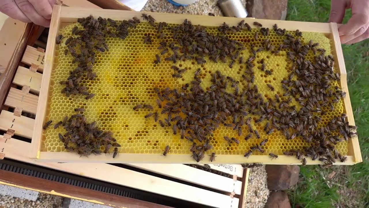Queen-less hive rescue. Trying to save our purple hive.