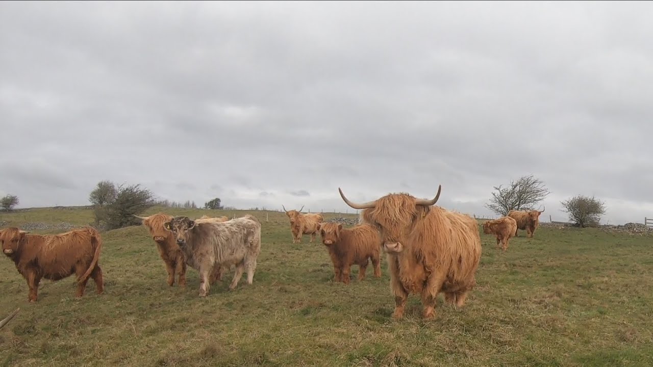 Weaning the Highland calves