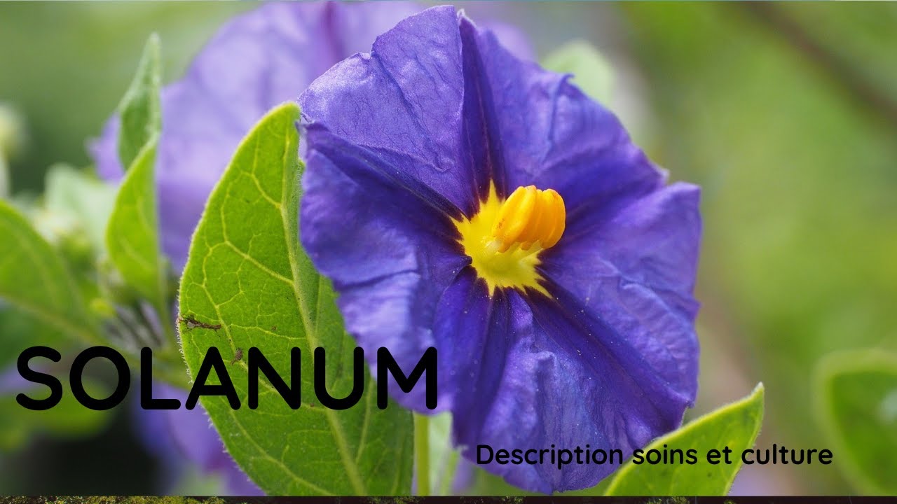 Solanum laxum