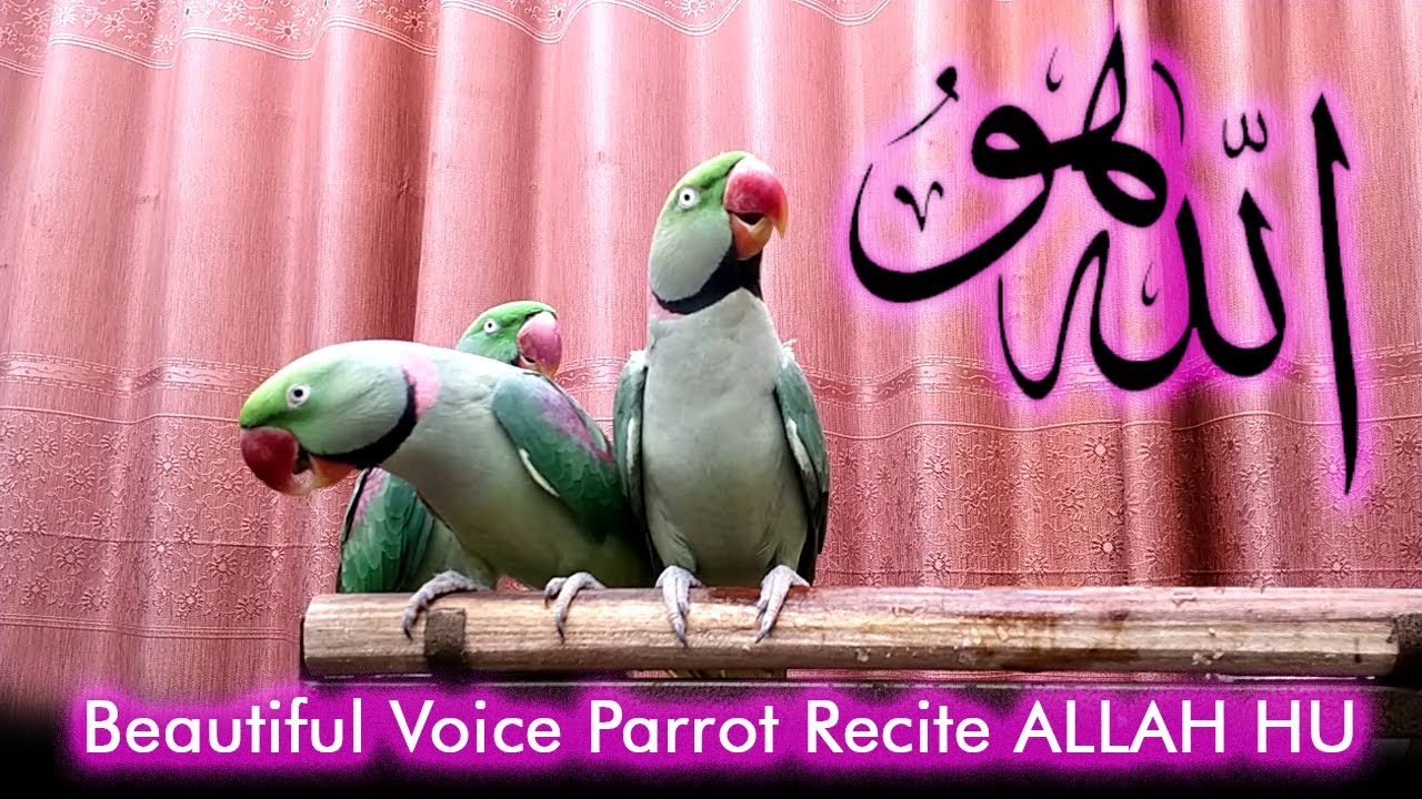 Beautiful Voice Parrot Recite ALLAH HU | PBI Official
