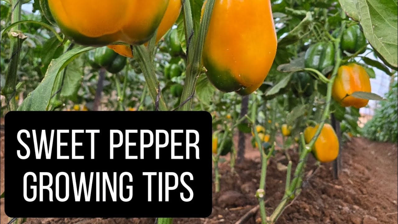 Sweet Pepper Growing Titbits