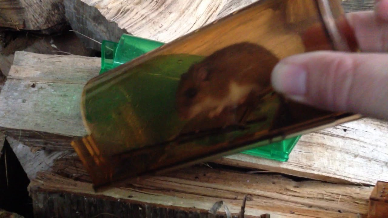 Mice released 2020-12-21