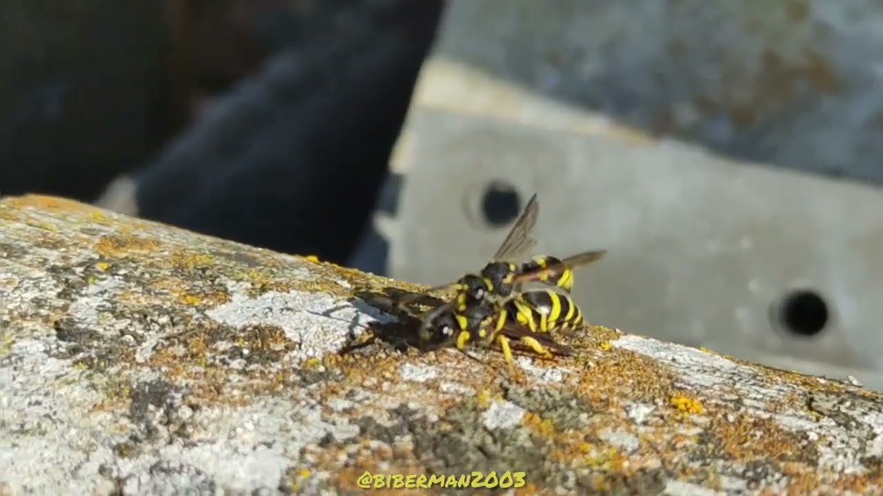 &hearts;️Fall in Love with wasp🐝 #fallinlove #wasp #wespen #lovemelikeyoudo #xiaomi #pocox3 #biberman2003