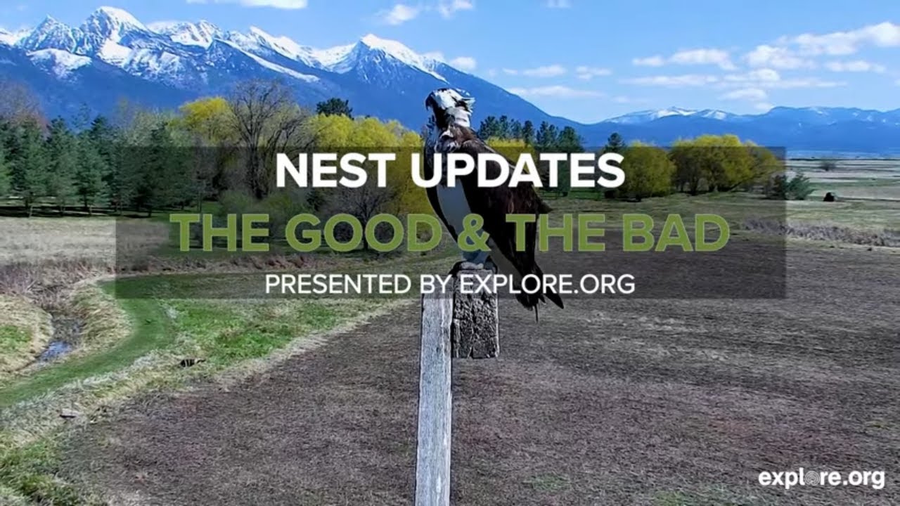 June Nest Updates | Life, Death, and a Fallen Nest