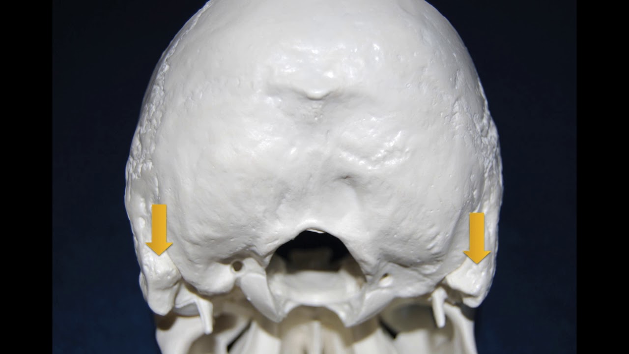 What is the sternocleidomastoid muscle?