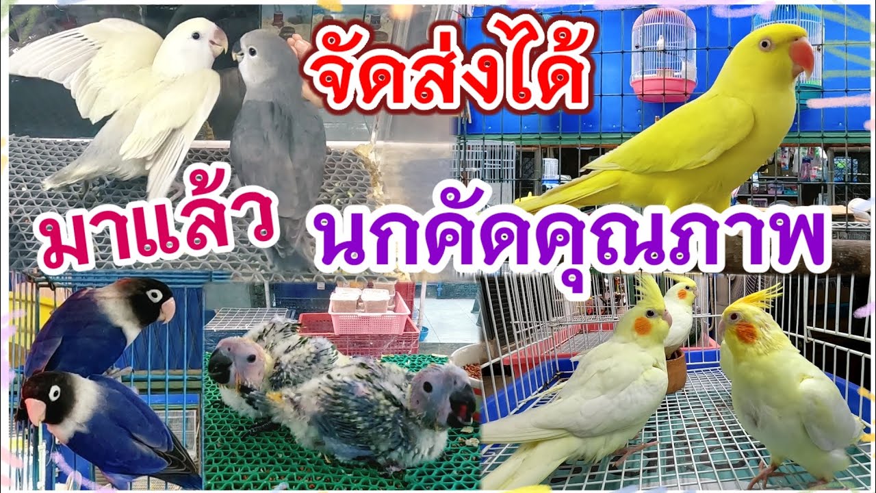 อัปเดตราคานก นกสวย คัดคุณภาพ จัดส่งได้ จตุจักร มีนบุรี ร้านไอซ์ มีนบุรี