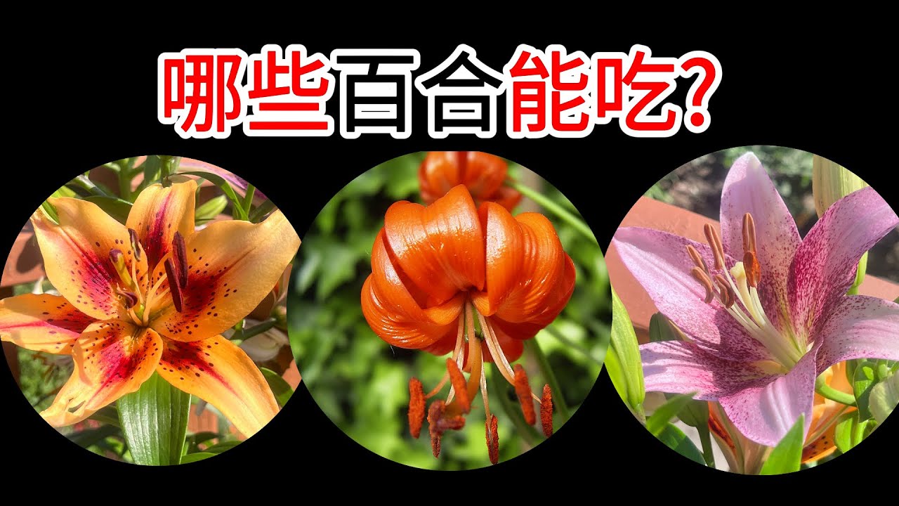 观赏百合≠可食百合！这些百合吃错可能中毒⚠️北美后院可食百合种植全攻略！🌿🧄