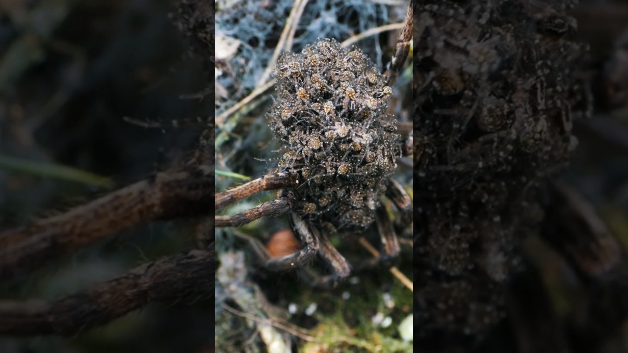 Mother, Mother Wolf Spider! How many babies do you think are on her back?