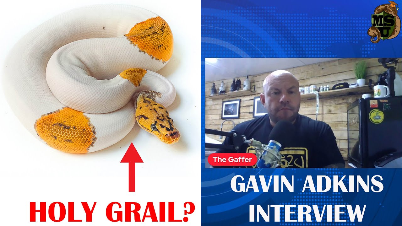 BREEDING BALL PYTHONS with GAVIN FROM BALLS2U