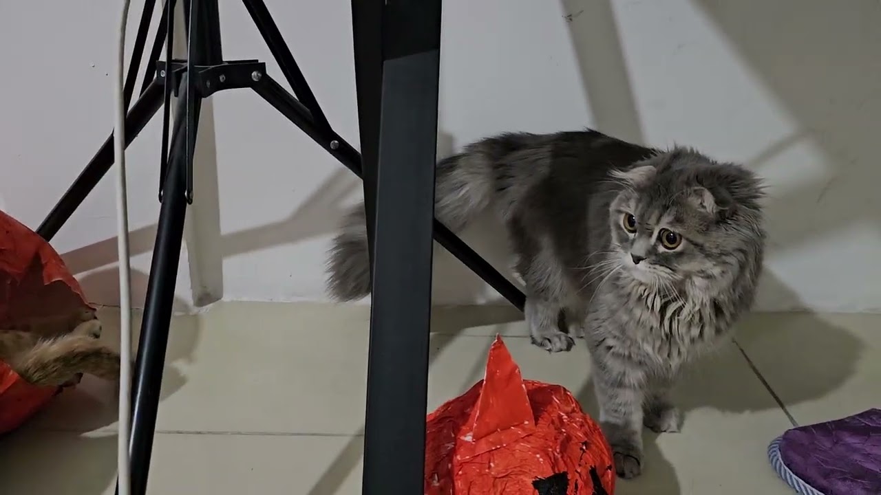 Pino tore my Halloween pumpkin 😂 He's so playful