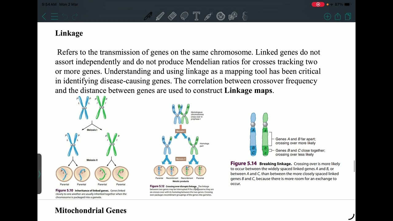 Genetics: Lecture 5