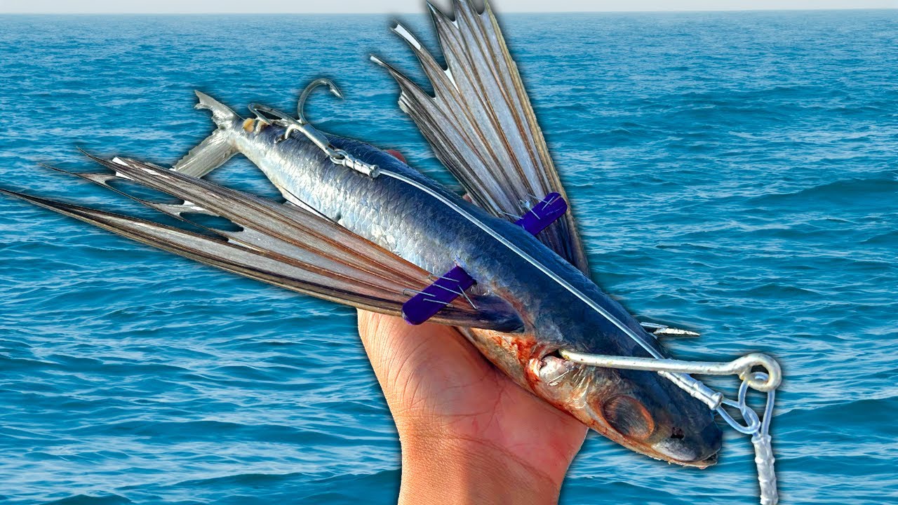 Использование летучей рыбы для ловли голубого тунца (Catch Clean Cook)