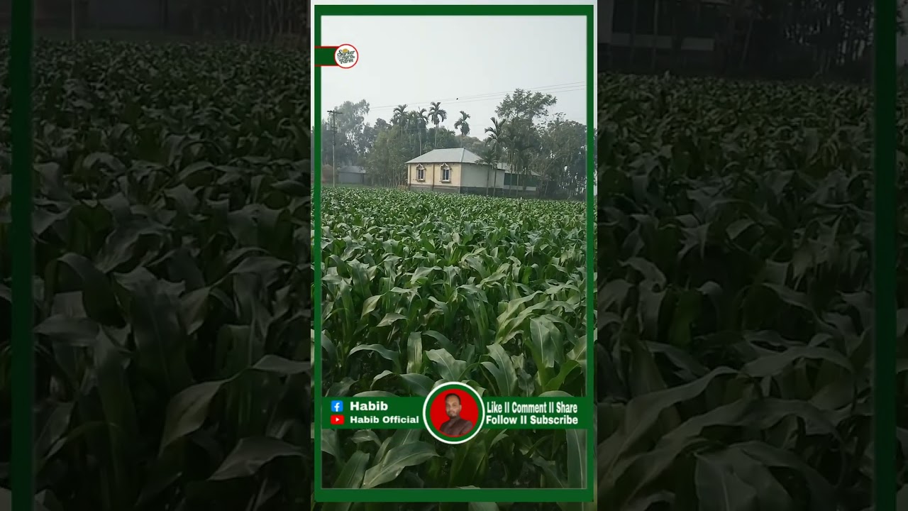 আজকে থেকে নির্বাচনী প্রচারণা শেষ তাই খামার বাড়িতে আসলাম ফসল দেখতে!