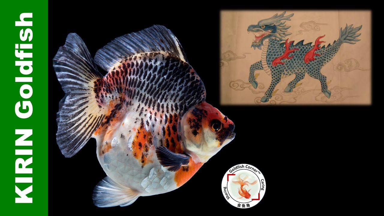 Секрет золотой рыбки KIRIN 👉