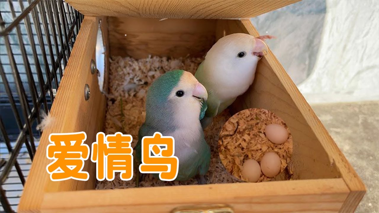牡丹鹦鹉不愧被称为爱情鸟，这小两口吃食都是公鸟喂母鸟【叁伍萌宠】
