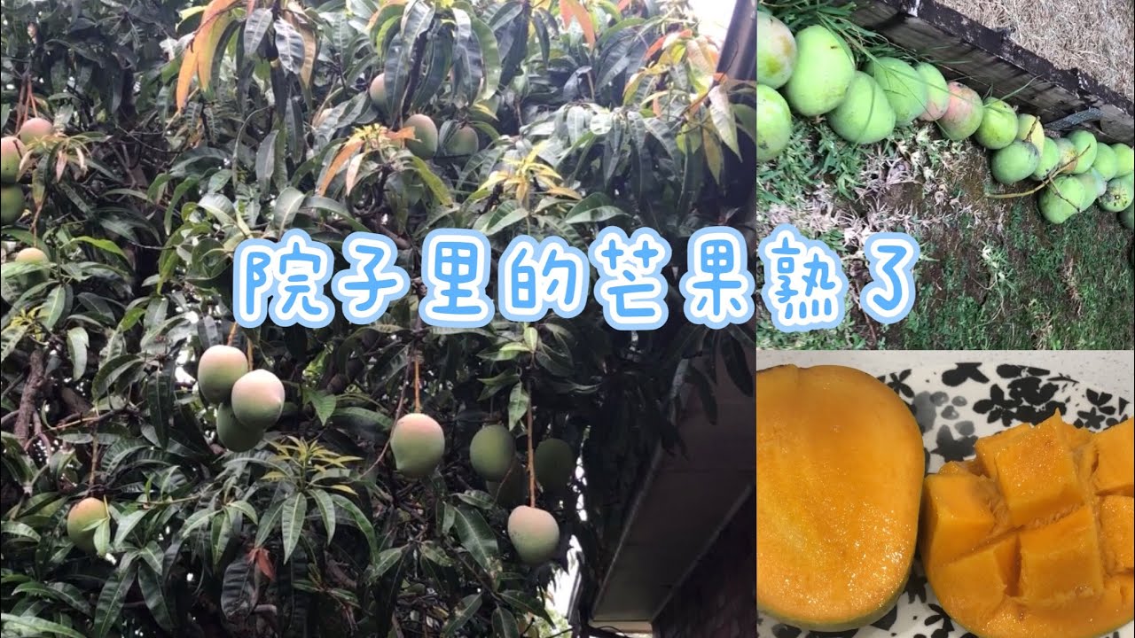 家里的芒果熟了，好甜🥭