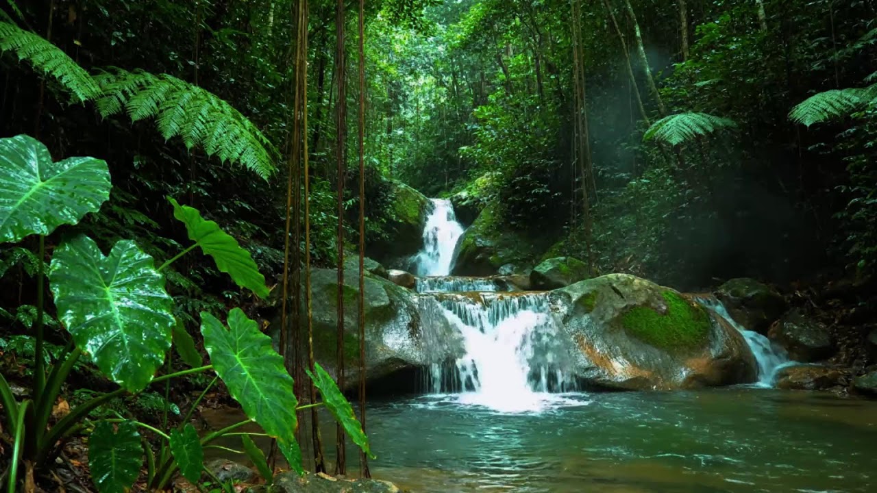 Gentle Woodland Stream and Birdsong | Relaxing Forest Nature Sounds for Focus & Calm