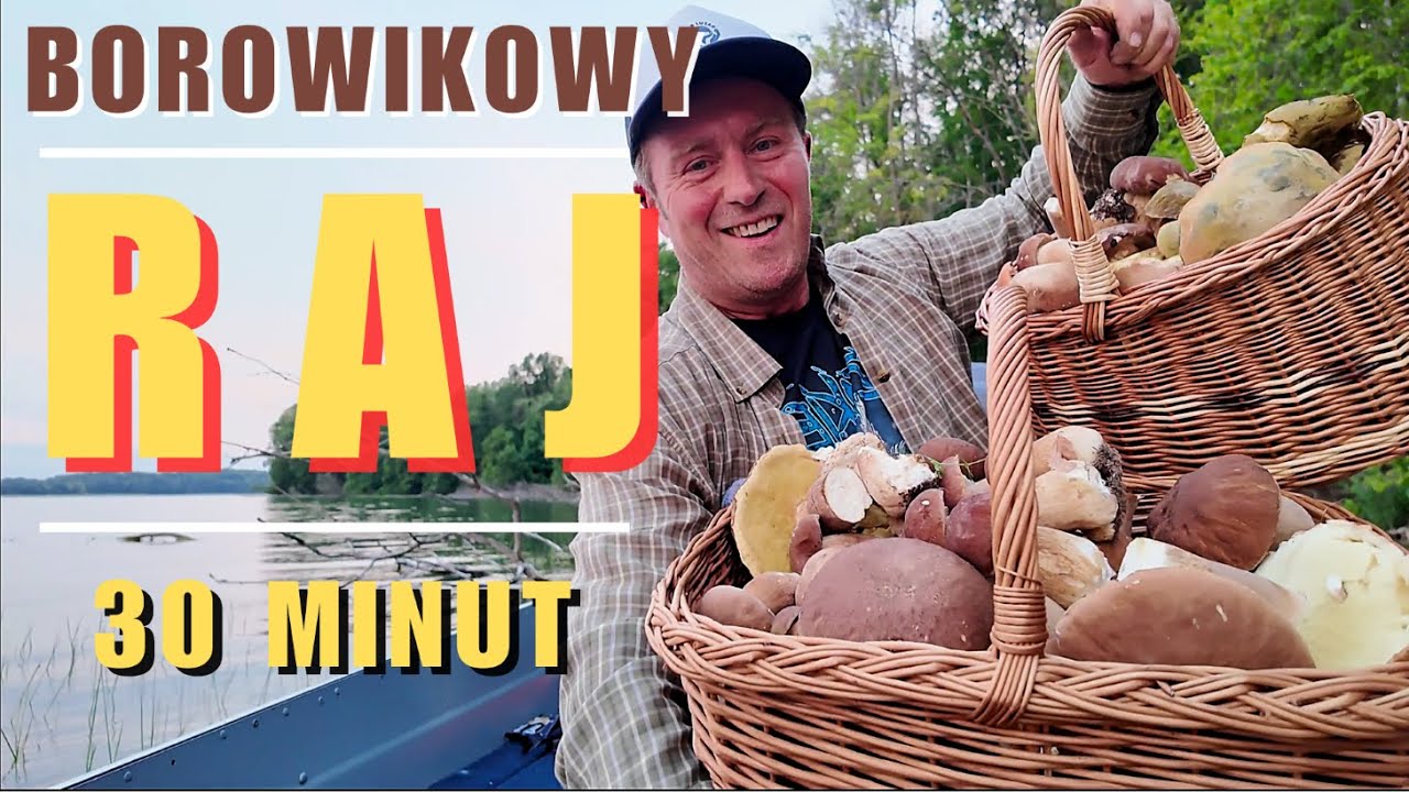 Borowikowy Raj. Odc II. Kilkaset grzybów na 200 metrach w 20 min !