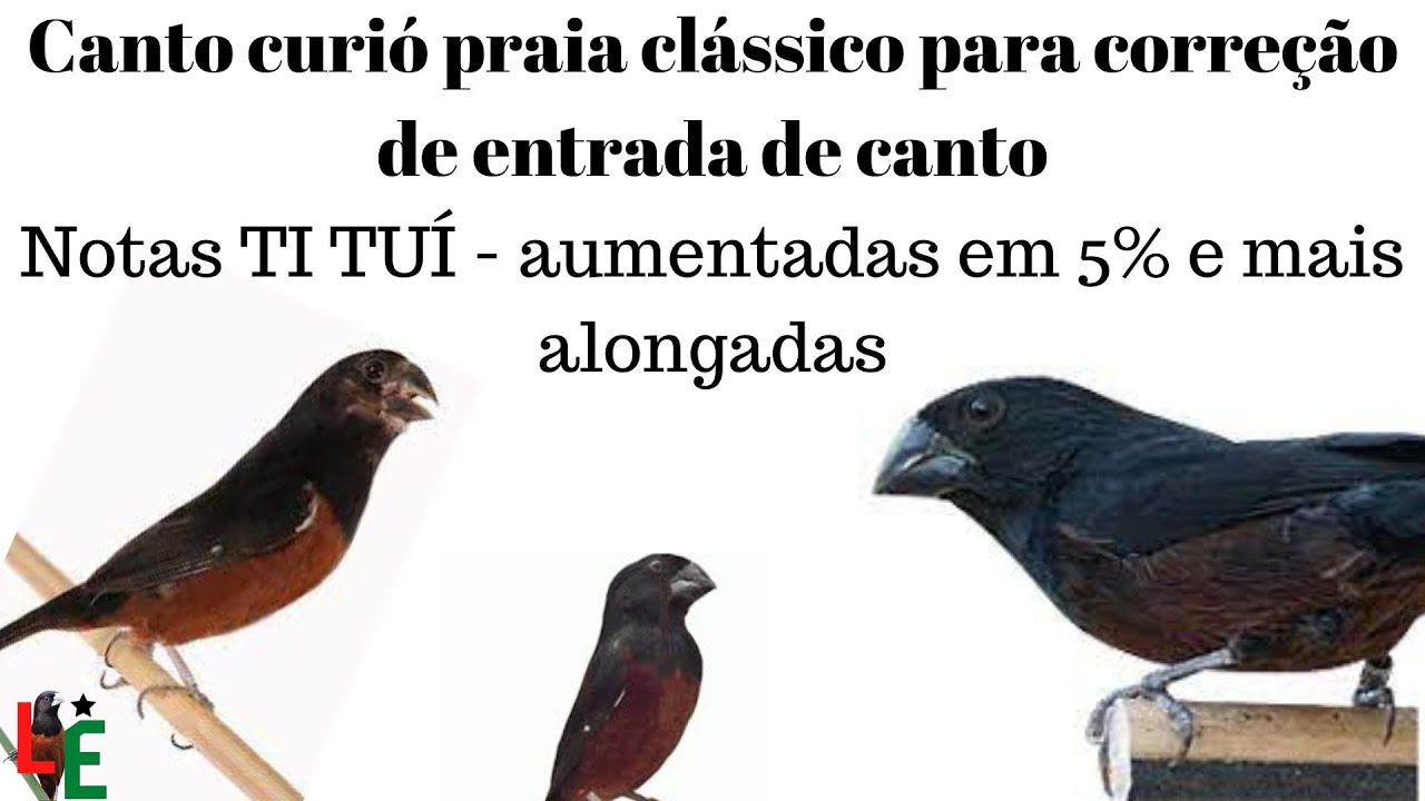 Curió praia clássico selo prata  com repetição Notas TI TUÍ   aumentadas em 5% e mais alongadas
