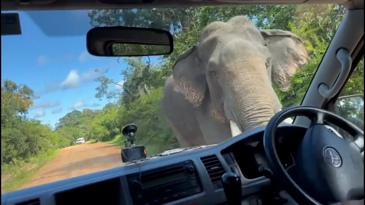 Tusk elephant attack to tourists van Sri Lanka 