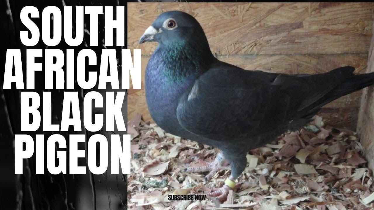 South African Black Pigeon | Black Eagles