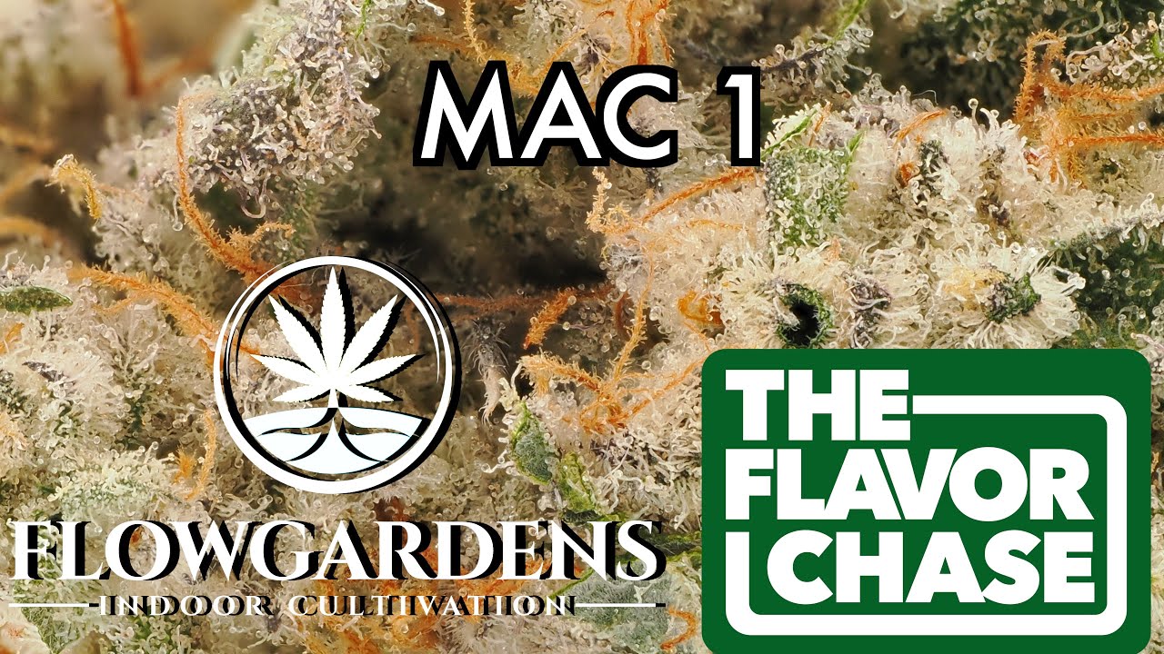 The Flavor Chase | 23 | THCA Flower Review | MAC 1 by Flow Gardens | AMAZING Tennessee Type 1!!!