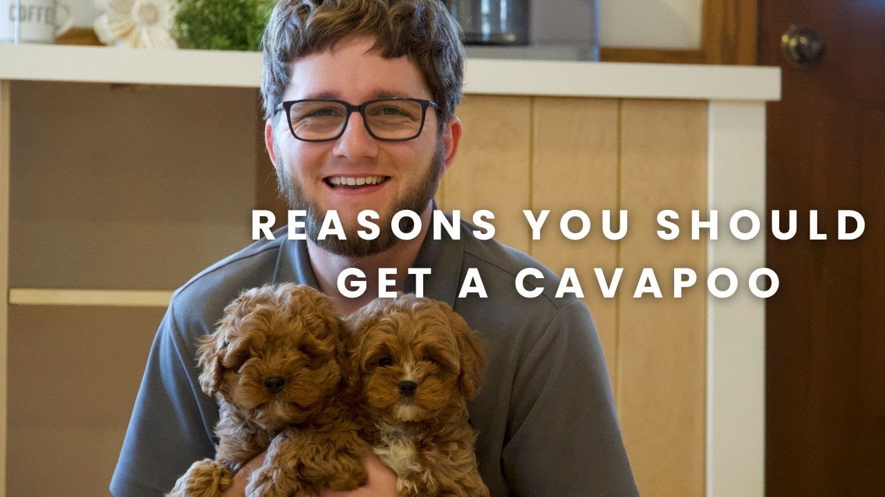 Reasons Why You Should Get A Cavapoo Puppy?!