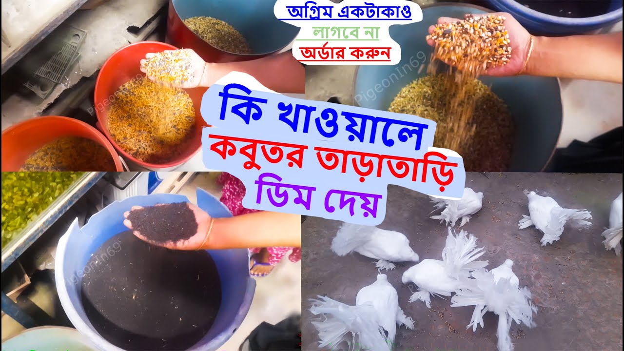 কি খাওয়ালে কবুতর তাড়াতাড়ি ডিম দেয় What to feed pigeons to lay eggs quickly #pigeonin69