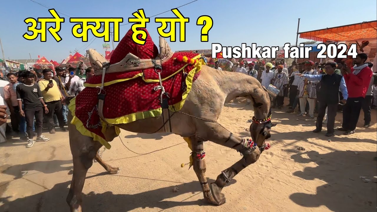 पुष्कर मेले में निकली ऊँटों की रैली | camel march at pushkar fair | Pushkar mela 2024