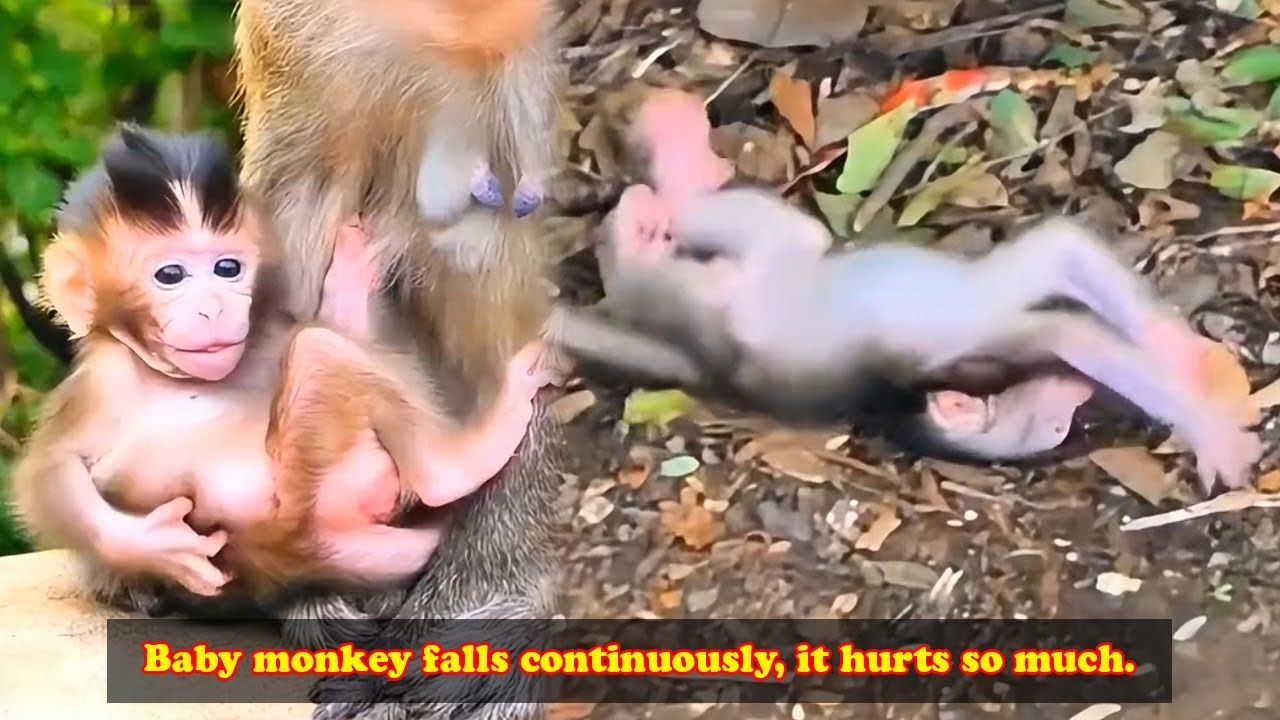 The mother monkey was so careless that her baby monkey fell down continuously.