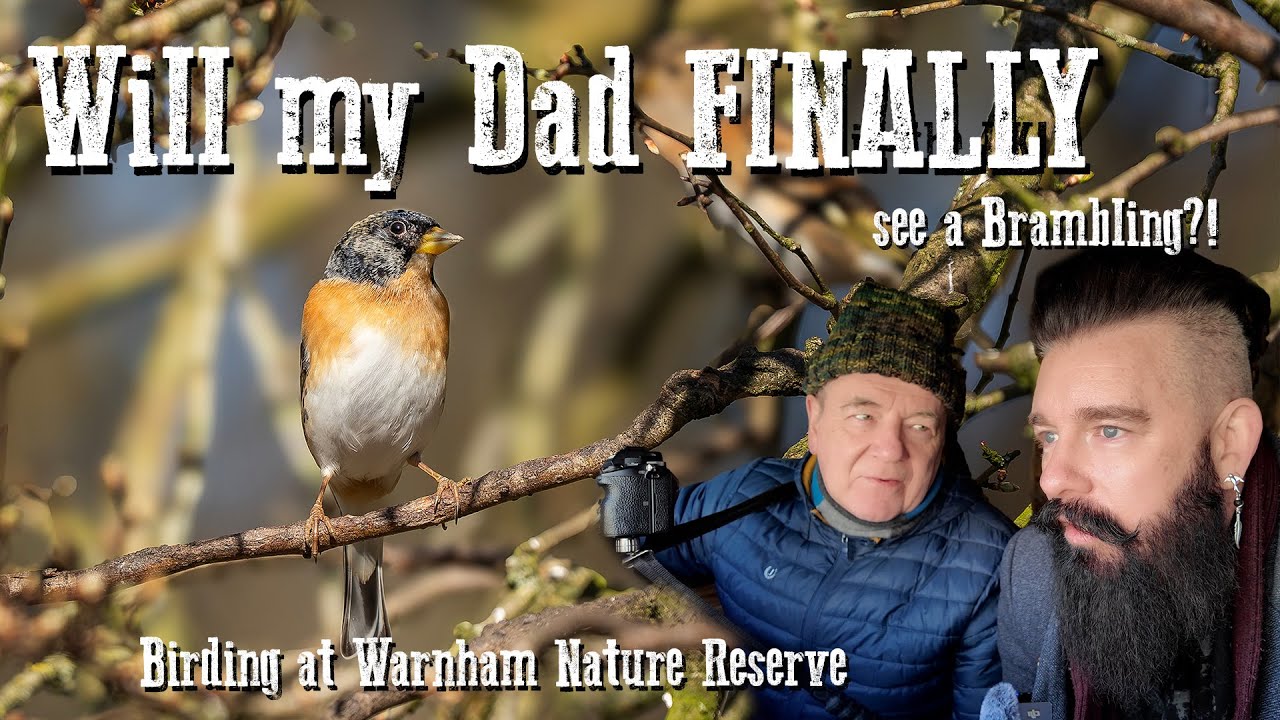 Will My Dad Finally See A Brambling?! | Birding At Warnham Nature Reserve
