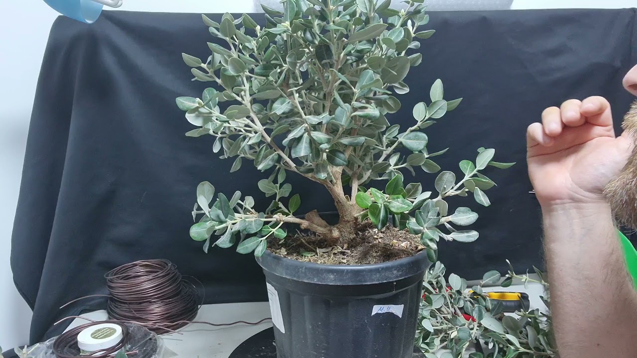 poda, diseño y trasplante de metrosidero excelsa ...planta de vivero a bonsái