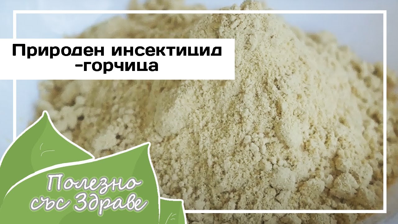 НАТУРАЛЬНЫЙ ИНСЕКТИЦИД - горчица (горчичная мука)