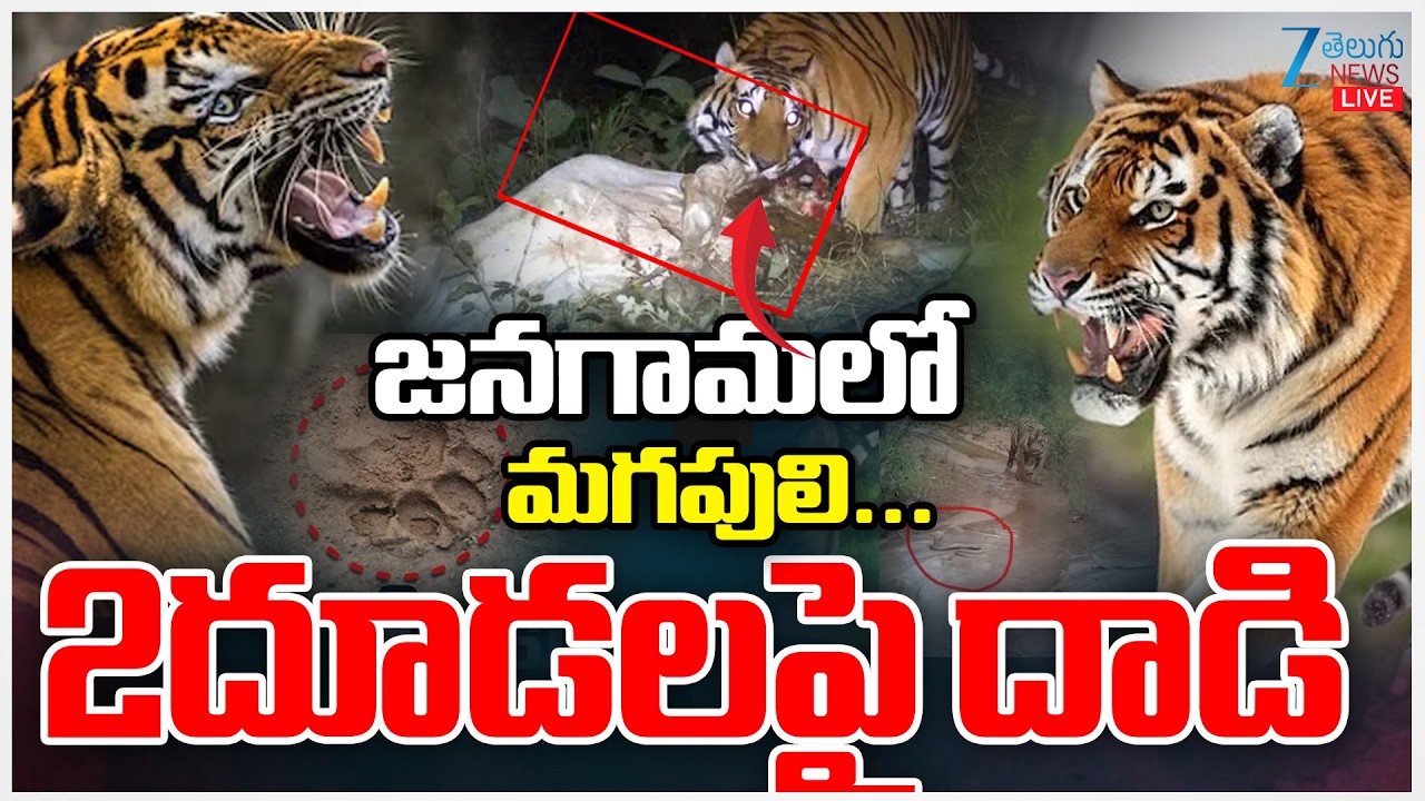 LIVE: Tiger Hulchal In Jangaon District  | జనగామలో మగపులి... 2దూడలపై దాడి | ZEE Telugu News