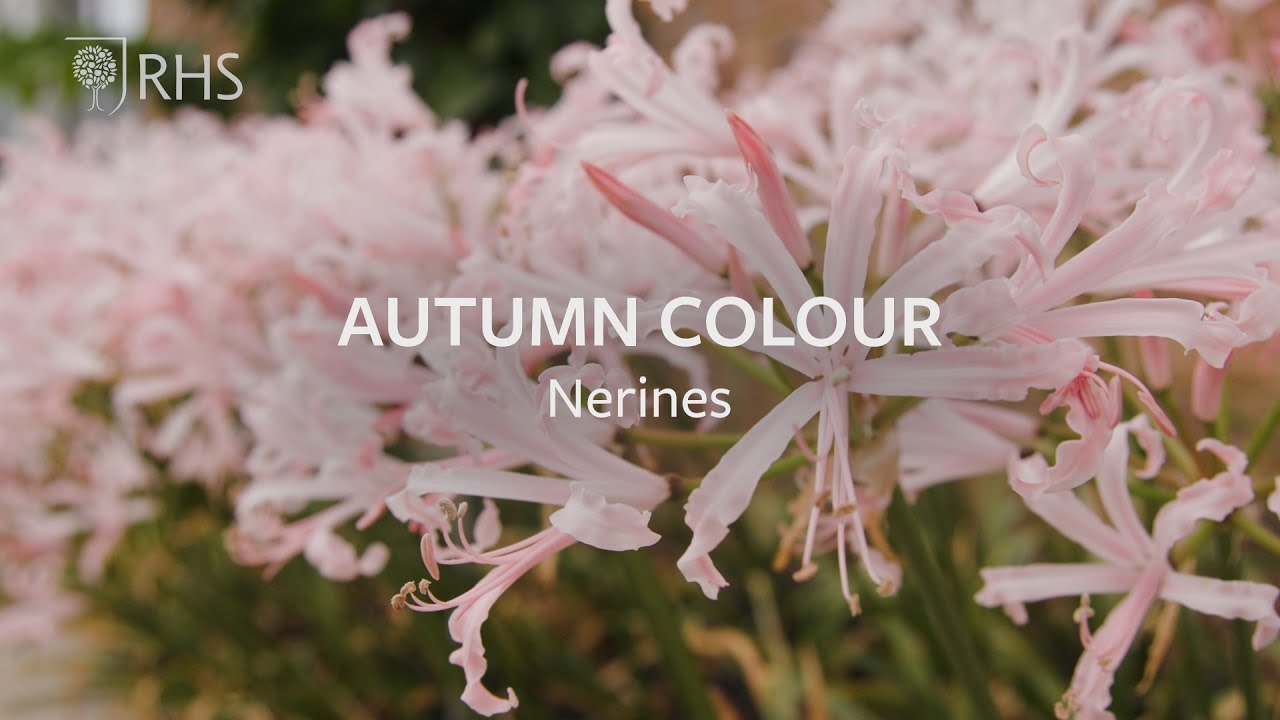 How to grow Nerines for autumn colour | Grow at Home | RHS